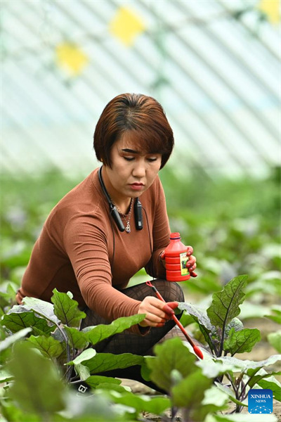 Xinjiang : une agriculture modernisée se développe dans le comté de Bohu