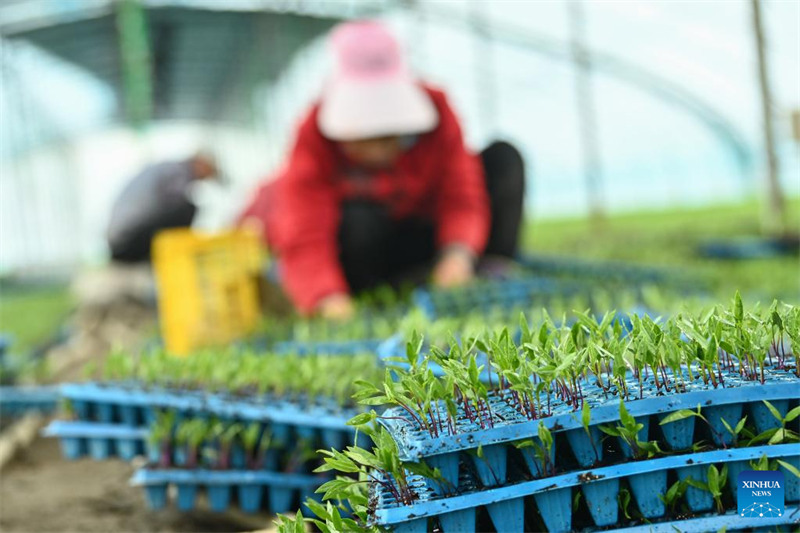 Xinjiang : une agriculture modernisée se développe dans le comté de Bohu