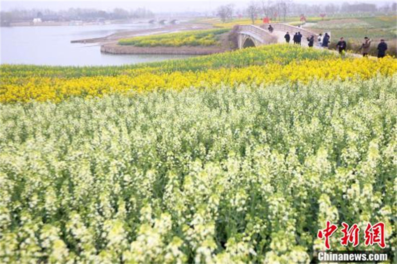 Jiangsu : les fleurs de colza colorées s'épanouissent à Huai'an