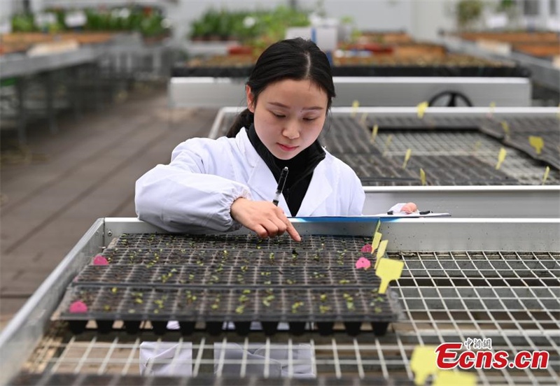 Sichuan : 4 000 graines de cotton-rose apportées de l'espace germent