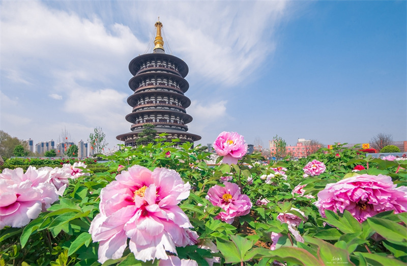 Henan : le 40e festival culturel de la pivoine à Luoyang