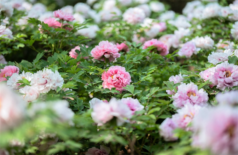 Henan : le 40e festival culturel de la pivoine à Luoyang