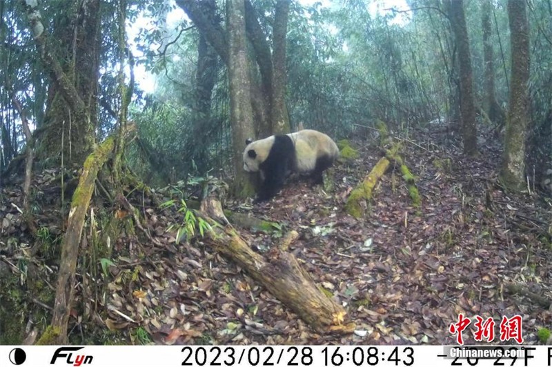 Sichuan : des pandas géants sauvages photographiés dans le mont Wawu