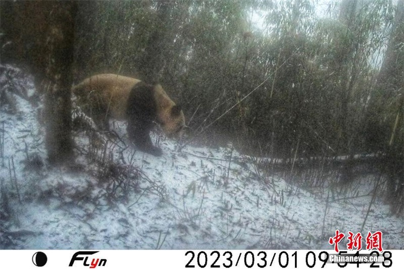 Sichuan : des pandas géants sauvages photographiés dans le mont Wawu