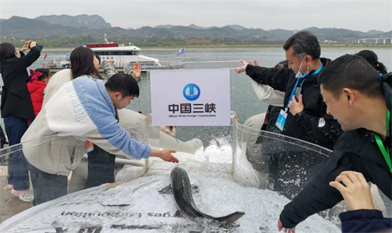 Un esturgeon chinois a été relaché samedi matin dans le fleuve Yangtsé à Yichang, dans la province du Hubei (centre de la Chine). (Photo / Avec l'aimable autorisation de la China Three Gorges Corporation)