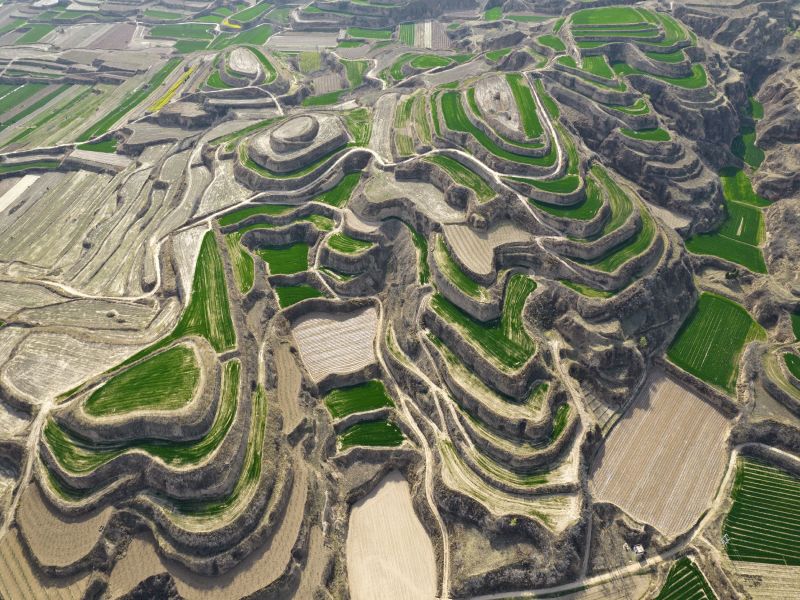 Shanxi : les cultures prospèrent dans les champs en terrasse de Yuncheng