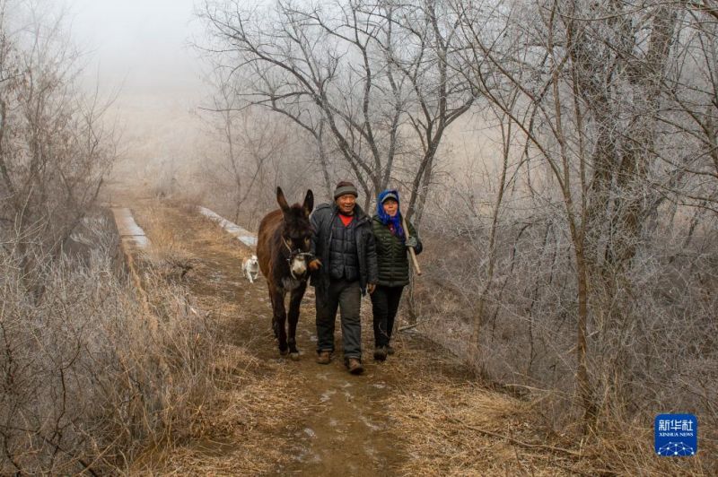 Liaoning : le travail inlassable d'un couple transforme une montagne aride en une forêt?touffue