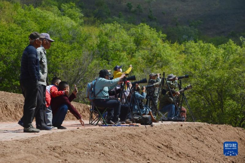 Liaoning : le travail inlassable d'un couple transforme une montagne aride en une forêt?touffue