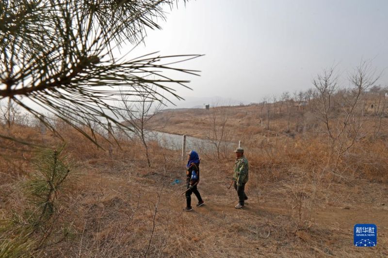 Liaoning : le travail inlassable d'un couple transforme une montagne aride en une forêt?touffue