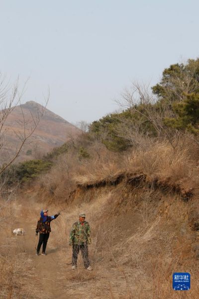 Liaoning : le travail inlassable d'un couple transforme une montagne aride en une forêt?touffue