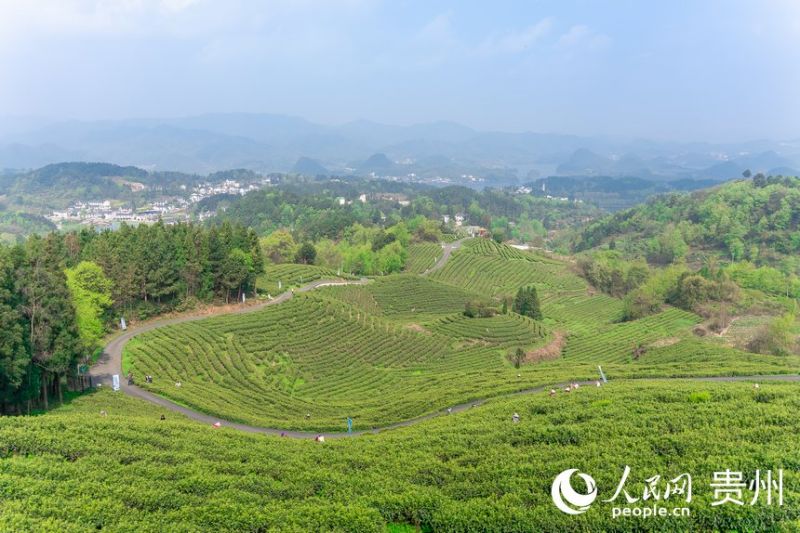 Guizhou : la saison de la récolte du thé printanier arrive à Guiyang