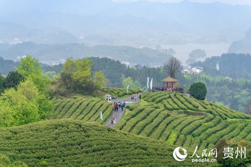 Guizhou : la saison de la récolte du thé printanier arrive à Guiyang