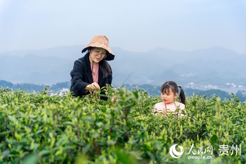 Guizhou : la saison de la récolte du thé printanier arrive à Guiyang