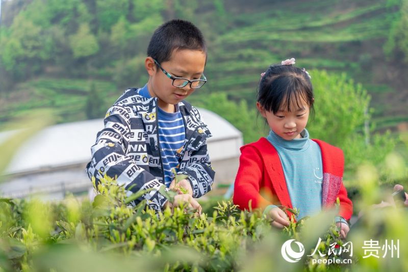 Guizhou : la saison de la récolte du thé printanier arrive à Guiyang