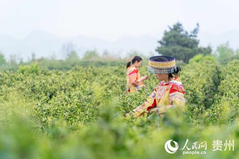 Guizhou : la saison de la récolte du thé printanier arrive à Guiyang