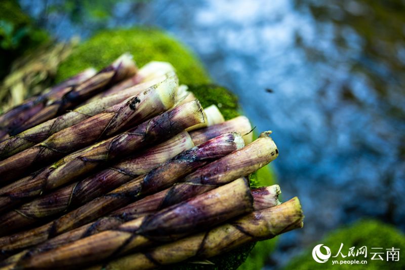 Yunnan : le début de la récolte des pousses de bambou à Daguan