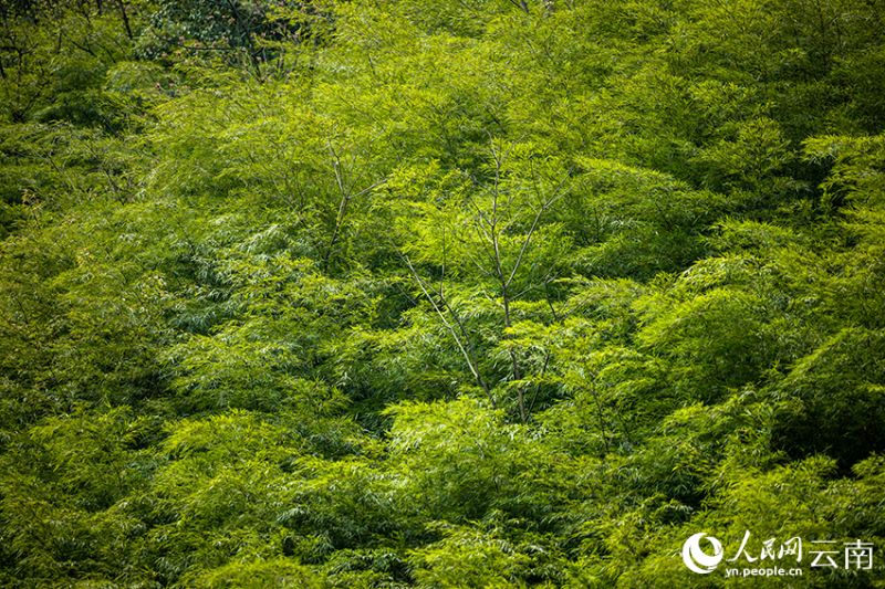 Yunnan : le début de la récolte des pousses de bambou à Daguan