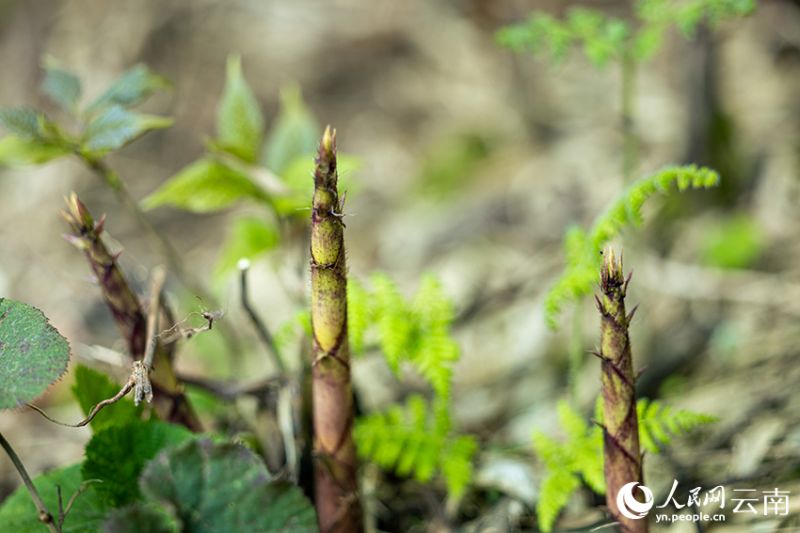 Yunnan : le début de la récolte des pousses de bambou à Daguan