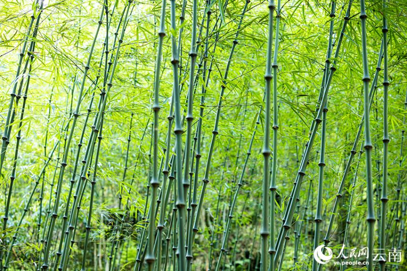 Yunnan : le début de la récolte des pousses de bambou à Daguan