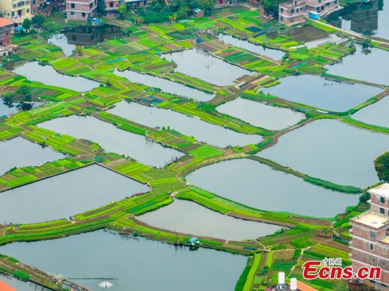 Guangxi?: la combinaison de champs de légumes et?d'étangs?piscicoles?crée un système durable