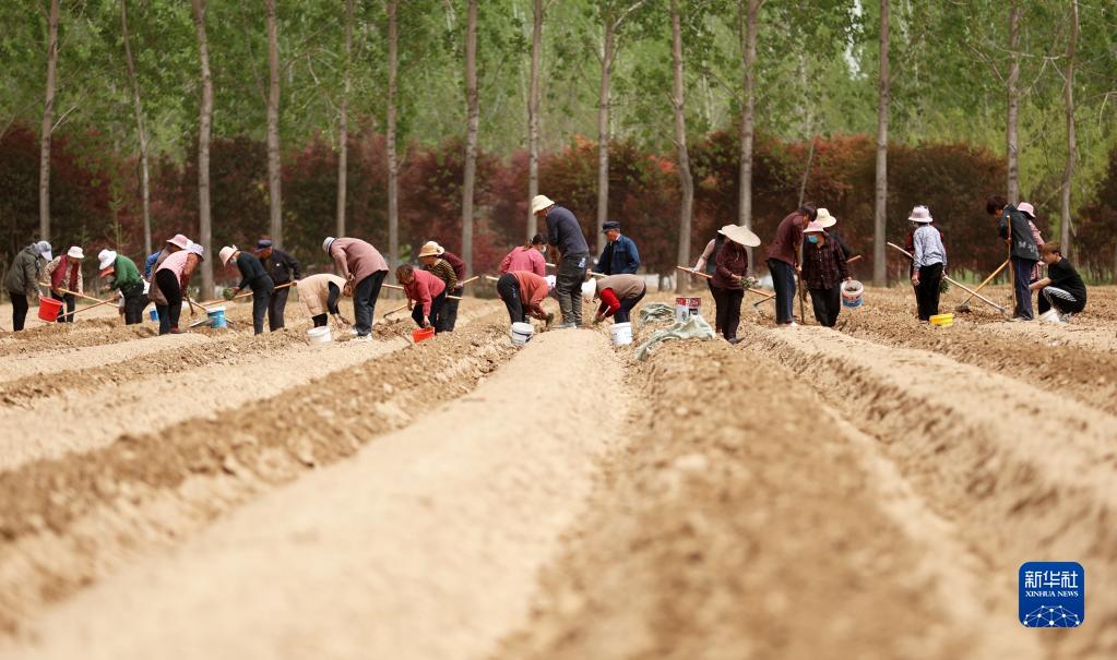 Les?travaux?de printemps battent leur?plein en Chine