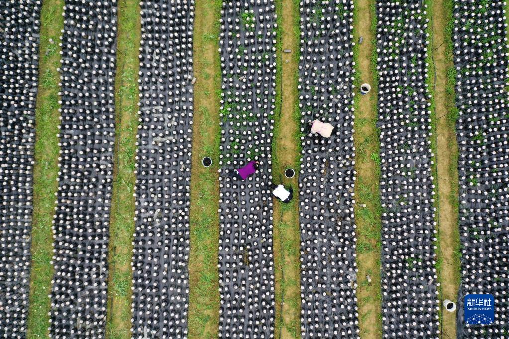 Les?travaux?de printemps battent leur?plein en Chine