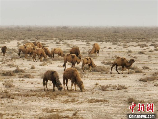 Des chameaux portant des capteurs de localisation mangent de l'herbe dans le vaste désert de Tumxuk, dans la région autonome ou?ghoure du Xinjiang (nord-ouest de la Chine). (Photo / Chinanews.com)