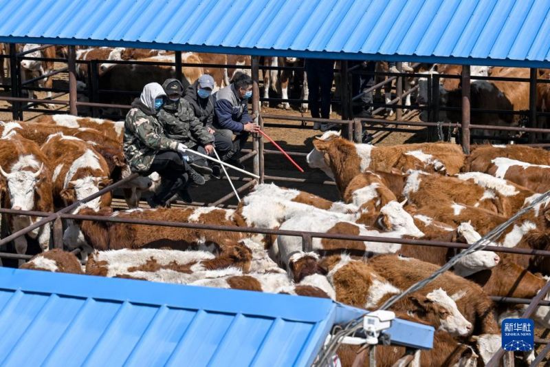 Mongolie intérieure : le marché animé aux bestiaux?à Tongliao