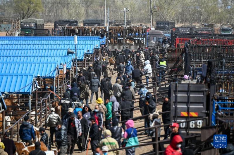 Mongolie intérieure : le marché animé aux bestiaux?à Tongliao