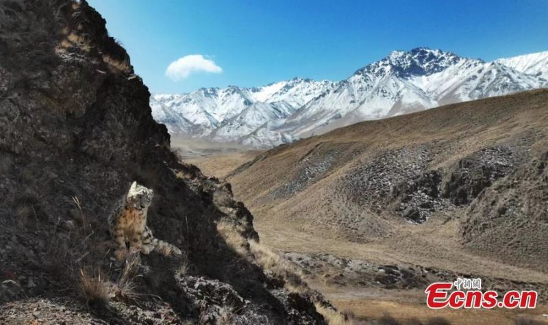 Gansu : un léopard des neiges photographié dans les monts Qilian à Zhangye