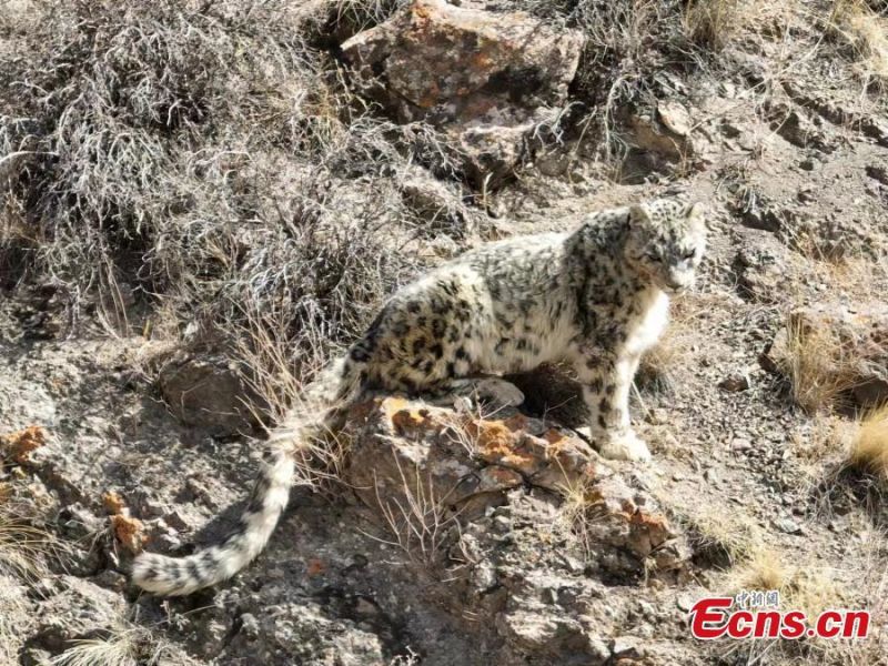 Gansu : un léopard des neiges photographié dans les monts Qilian à Zhangye