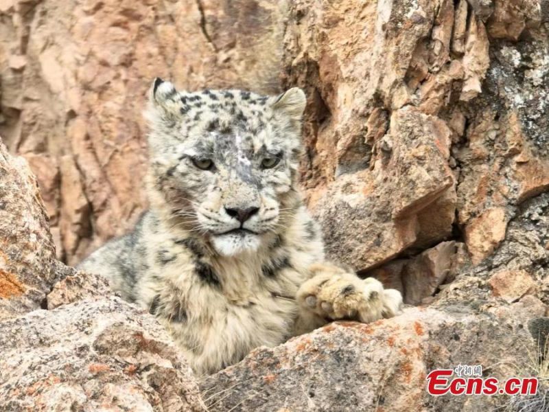 Gansu : un léopard des neiges photographié dans les monts Qilian à Zhangye