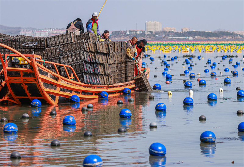 Shandong : les ormeaux ? rentrent chez eux ? à Rongcheng