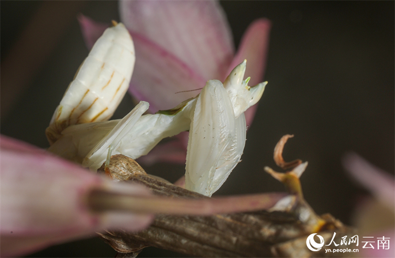 Yunnan : la mante religieuse orchidée photographiée pour la première fois dans le comté de Ning'er