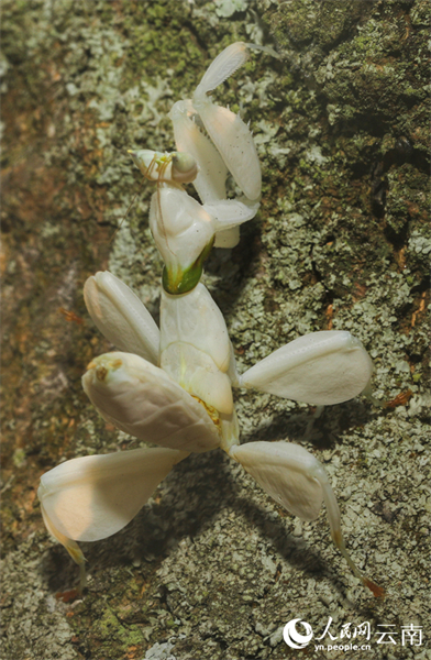 Yunnan : la mante religieuse orchidée photographiée pour la première fois dans le comté de Ning'er