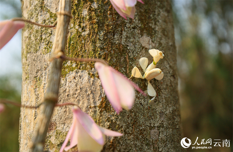 Yunnan : la mante religieuse orchidée photographiée pour la première fois dans le comté de Ning'er