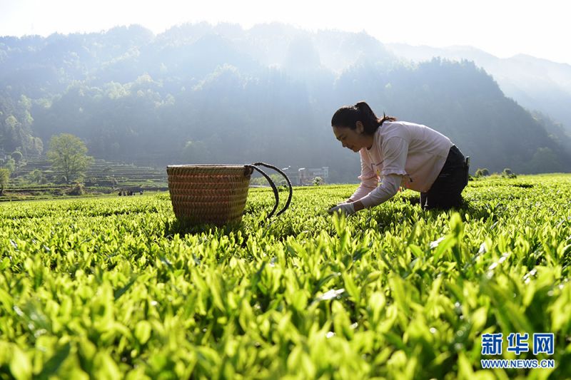 Hubei : la meilleure saison pour la cueillette du thé de printemps à Xianfeng