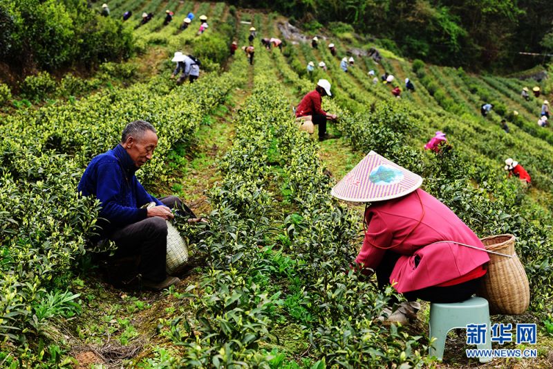 Hubei : la meilleure saison pour la cueillette du thé de printemps à Xianfeng