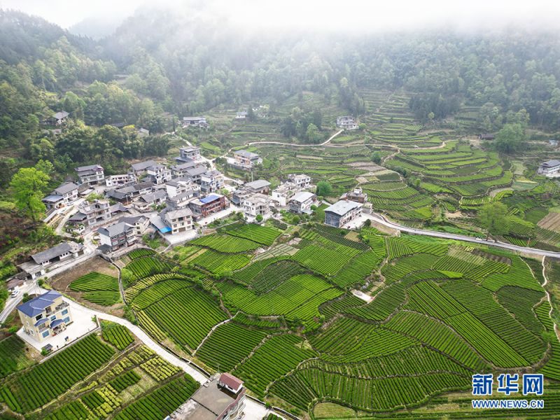 Hubei : la meilleure saison pour la cueillette du thé de printemps à Xianfeng