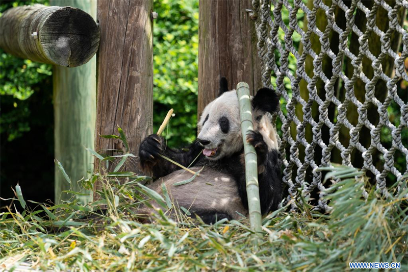 Le panda géant Ya Ya quitte le zoo de Memphis