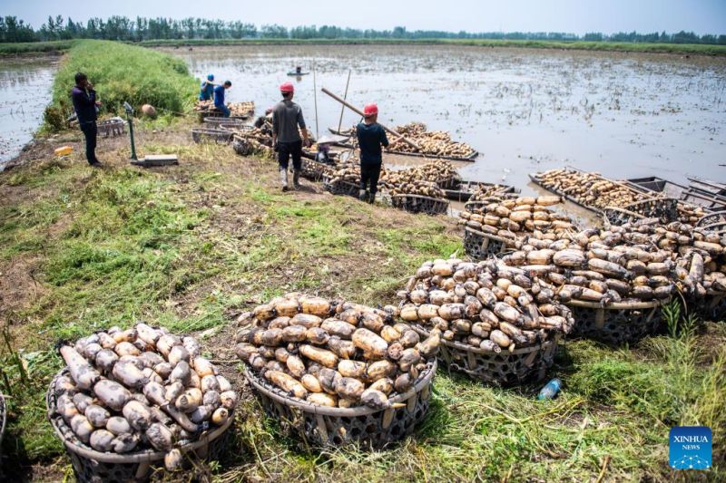 Hunan : Les agriculteurs s'affairent à la récolte des racines de lotus à?Lingjiaohu