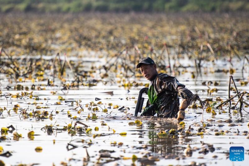 Hunan : Les agriculteurs s'affairent à la récolte des racines de lotus à?Lingjiaohu