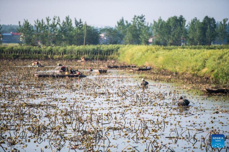 Hunan : Les agriculteurs s'affairent à la récolte des racines de lotus à?Lingjiaohu