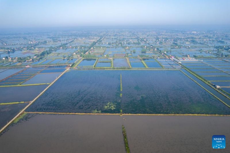 Hunan : Les agriculteurs s'affairent à la récolte des racines de lotus à?Lingjiaohu