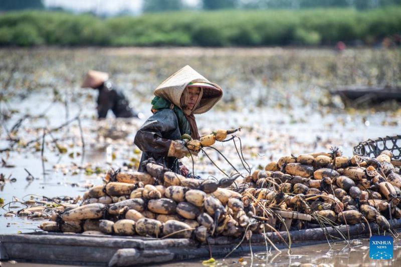 Hunan : Les agriculteurs s'affairent à la récolte des racines de lotus à?Lingjiaohu