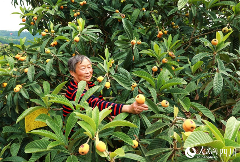 Sichuan : les agriculteurs occupés à cueillir et vendre des nèfles