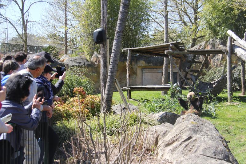 Une visite au?panda géant Yuan Meng dans le?ZooParc?de Beauval en France