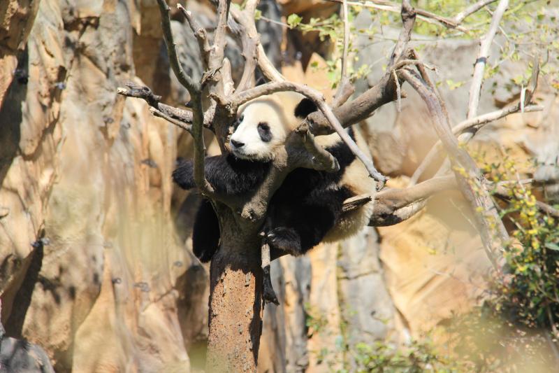 Une visite au?panda géant Yuan Meng dans le?ZooParc?de Beauval en France