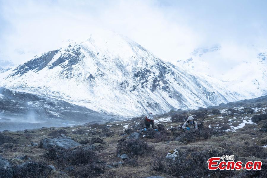 Le Tibet entre dans la saison de récolte des champignons chenilles