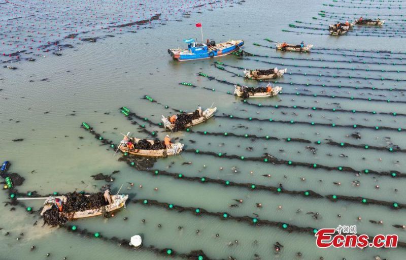 Shandong : des pêcheurs s'affairent à la récolte d'algues